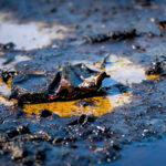 Managing Environmental Cleanup Following Petroleum Releases